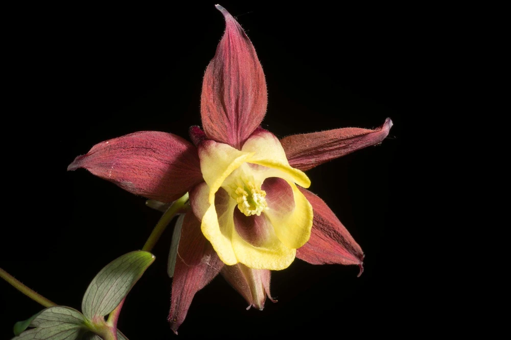 Oriental Columbine Seeds Plum & White - Aquilegia Oxysepala - 100 Seeds - Image 5