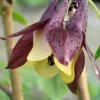 Oriental Columbine Seeds Plum & White - Aquilegia Oxysepala - 100 Seeds - Image 1