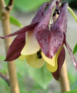 Oriental Columbine Seeds Plum & White - Aquilegia Oxysepala - 100 Seeds - Image 1