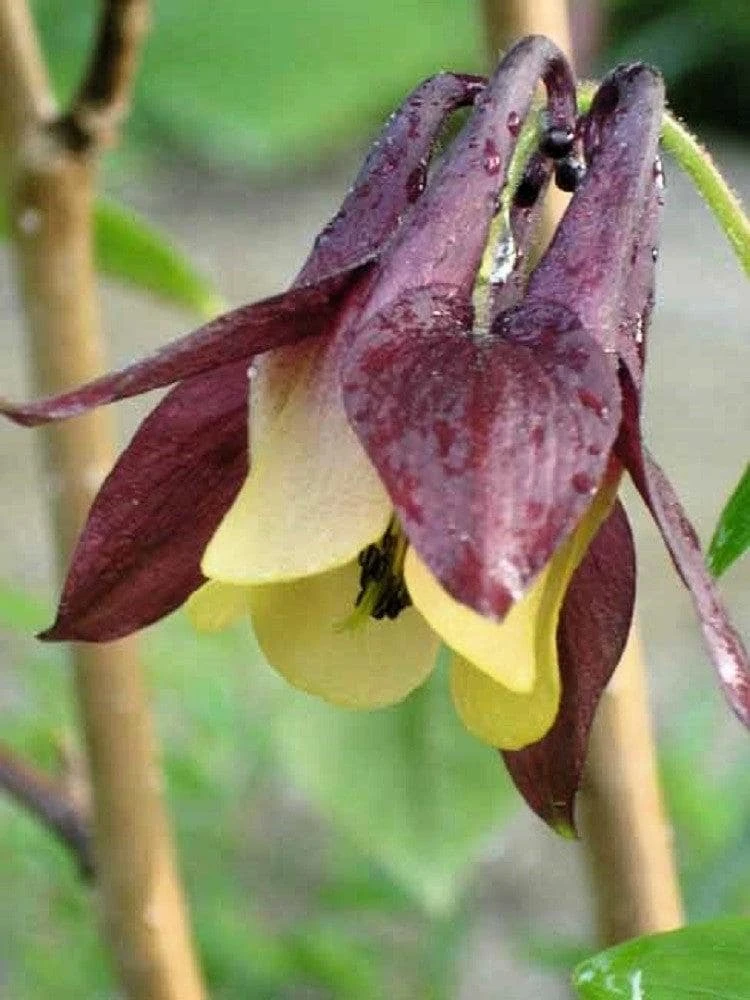 Oriental Columbine Seeds Plum & White - Aquilegia Oxysepala - 100 Seeds - Image 1