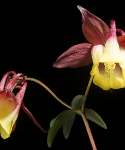 Oriental Columbine Seeds Plum & White - Aquilegia Oxysepala - 100 Seeds - Image 6
