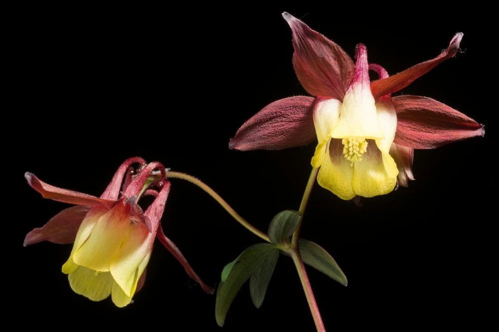 Oriental Columbine Seeds Plum & White - Aquilegia Oxysepala - 100 Seeds - Image 6