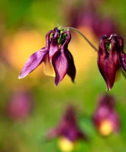 Oriental Columbine Seeds Plum & White - Aquilegia Oxysepala - 100 Seeds - Image 7