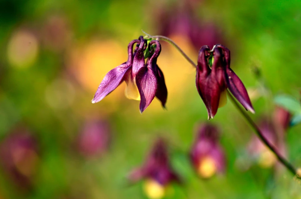 Oriental Columbine Seeds Plum & White - Aquilegia Oxysepala - 100 Seeds - Image 7