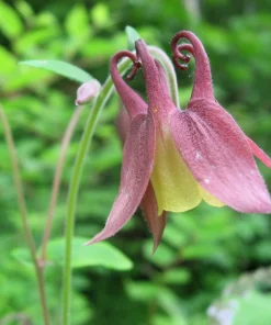 Oriental Columbine Seeds Plum & White - Aquilegia Oxysepala - 100 Seeds - Image 8