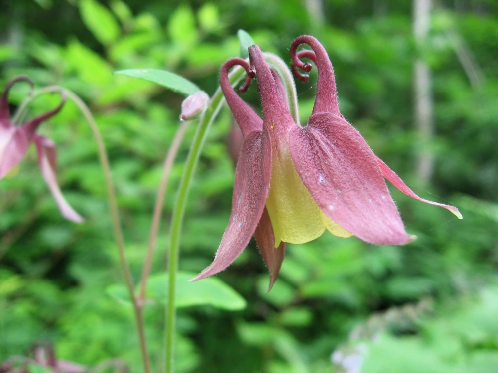 Oriental Columbine Seeds Plum & White - Aquilegia Oxysepala - 100 Seeds - Image 8