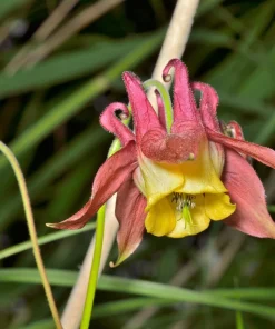 Oriental Columbine Seeds Plum & White - Aquilegia Oxysepala - 100 Seeds - Image 9