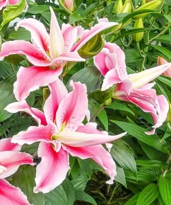 Oriental Lily 'Distant Drum' Double Bulb - 1 Bulb - Fragrant Pink/White Outdoor - Image 3