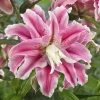 Oriental Lily 'Distant Drum' Double Bulb - 1 Bulb - Fragrant Pink/White Outdoor - Image 1