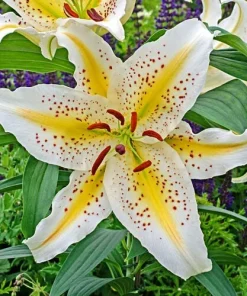 Oriental Lily Gold Band Flower Bulbs - Perennial, Eye-Catching Blooms, Outdoor - Image 2