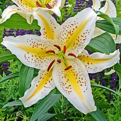 Oriental Lily Gold Band Flower Bulbs - Perennial, Eye-Catching Blooms, Outdoor - Image 2