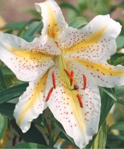 Oriental Lily Gold Band Flower Bulbs - Perennial, Eye-Catching Blooms, Outdoor - Image 3