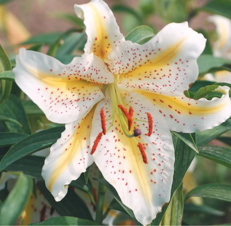 Oriental Lily Gold Band Flower Bulbs - Perennial, Eye-Catching Blooms, Outdoor - Image 3