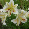 Oriental Lily Gold Band Flower Bulbs - Perennial, Eye-Catching Blooms, Outdoor - Image 1