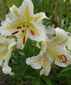 Oriental Lily Gold Band Flower Bulbs - Perennial, Eye-Catching Blooms, Outdoor - Image 1