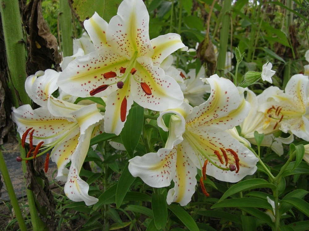 Oriental Lily Gold Band Flower Bulbs - Perennial, Eye-Catching Blooms, Outdoor - Image 1