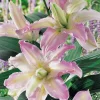 Oriental Lily Soft Music Double Bulb - Pink, White, Yellow - Outdoor Perennial - Image 1