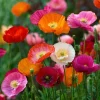 Oriental Poppy Seeds Mix – Vibrant Perennial Flower – 1000 Seeds - Image 1