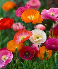 Oriental Poppy Seeds Mix – Vibrant Perennial Flower – 1000 Seeds - Image 1