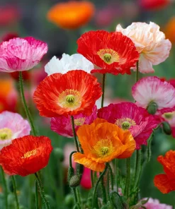 Oriental Poppy Seeds Mix – Vibrant Perennial Flower – 1000 Seeds - Image 2