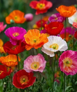 Oriental Poppy Seeds Mix – Vibrant Perennial Flower – 1000 Seeds - Image 3
