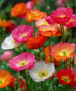 Oriental Poppy Seeds Mix – Vibrant Perennial Flower – 1000 Seeds - Image 4