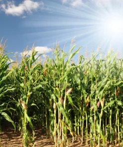 Ornamental Indian Corn Wampum Seeds - Mixed Colors, 100 Seeds, Zea Mays - Image 10