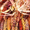 Ornamental Indian Corn Wampum Seeds - Mixed Colors, 100 Seeds, Zea Mays - Image 1