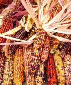 Ornamental Indian Corn Wampum Seeds - Mixed Colors, 100 Seeds, Zea Mays - Image 1