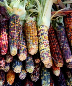 Ornamental Indian Corn Wampum Seeds - Mixed Colors, 100 Seeds, Zea Mays - Image 2