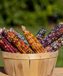 Ornamental Indian Corn Wampum Seeds - Mixed Colors, 100 Seeds, Zea Mays - Image 3