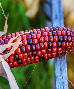 Ornamental Indian Corn Wampum Seeds - Mixed Colors, 100 Seeds, Zea Mays - Image 4