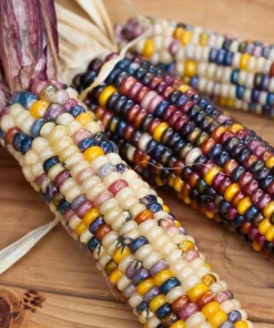 Ornamental Indian Corn Wampum Seeds - Mixed Colors, 100 Seeds, Zea Mays - Image 5