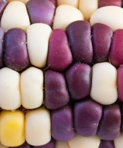 Ornamental Indian Corn Wampum Seeds - Mixed Colors, 100 Seeds, Zea Mays - Image 6