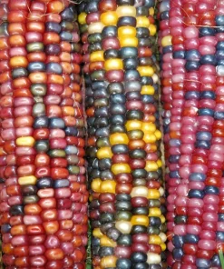 Ornamental Indian Corn Wampum Seeds - Mixed Colors, 100 Seeds, Zea Mays - Image 7