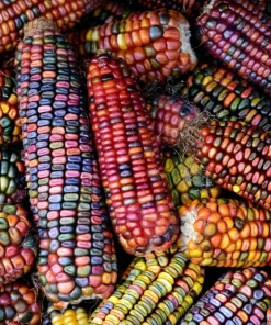 Ornamental Indian Corn Wampum Seeds - Mixed Colors, 100 Seeds, Zea Mays - Image 8