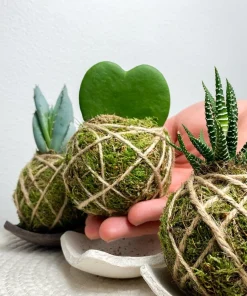 Ornamental Live Plant in Handmade Pot - Potted Houseplant - Image 2