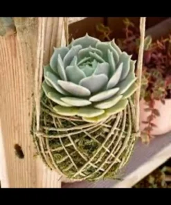 Ornamental Live Plant in Handmade Pot - Potted Houseplant - Image 3