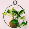 Ornamental Live Plant in Handmade Pot - Potted Houseplant - Image 1
