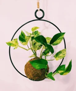 Ornamental Live Plant in Handmade Pot - Potted Houseplant - Image 1