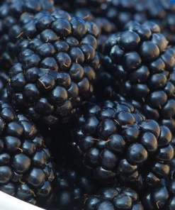 Osage Blackberry Live Plant - 5-9