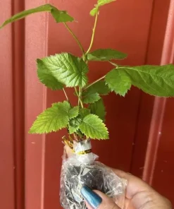Osage Blackberry Live Plant - 5-9