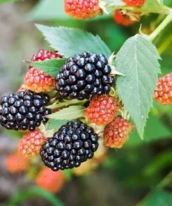 Osage Blackberry Live Plant - 5-9