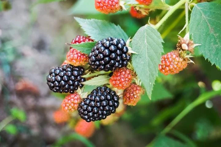 Osage Blackberry Live Plant - 5-9" Tall Thornless Berry Bush - Cold Hardy Zones 6-10 - Image 5