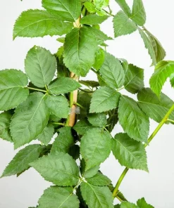 Osage Blackberry Live Plant - 5-9