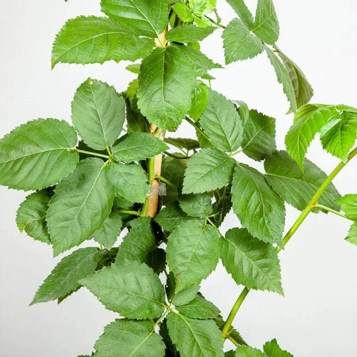 Osage Blackberry Live Plant - 5-9" Tall Thornless Berry Bush - Cold Hardy Zones 6-10 - Image 7