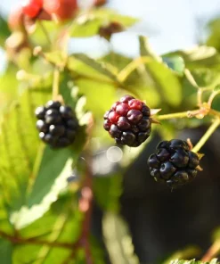 Osage Blackberry Live Plant - 5-9