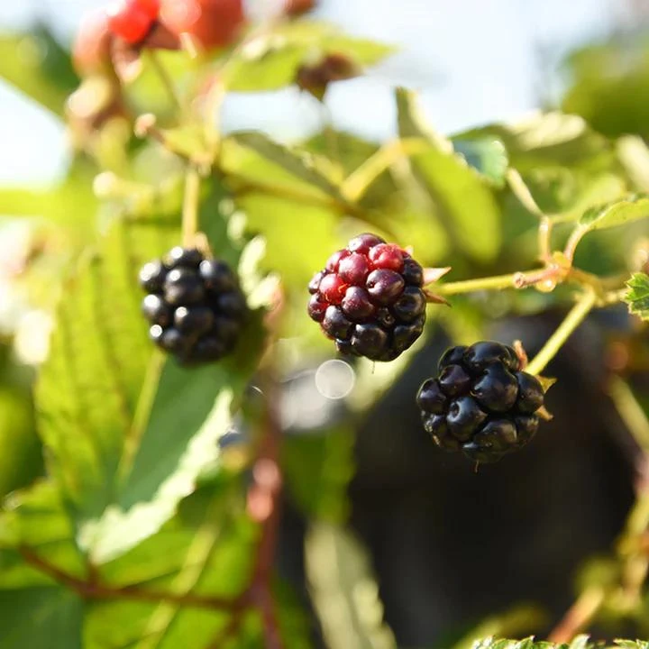 Osage Blackberry Live Plant - 5-9" Tall Thornless Berry Bush - Cold Hardy Zones 6-10 - Image 8