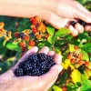 Osage Blackberry Live Plant - 5-9" Tall Thornless Berry Bush - Cold Hardy Zones 6-10 - Image 1