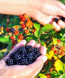 Osage Blackberry Live Plant - 5-9" Tall Thornless Berry Bush - Cold Hardy Zones 6-10 - Image 1